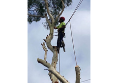 Tree Removal Cutting Sydney | Ben's Tree and Garden Services