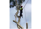 Tree Removal Cutting Sydney | Ben's Tree and Garden Services