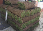 Turf Laying Bilgola | Northern Beaches Garden & Trees