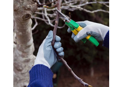 Tree Trimming & Pruning North Shore | North Shore Tree Loppers