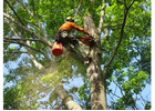 Tree Pruning North Shore | Sam's Tree Services North Shore