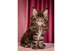 Maine Coon Wisconsin: Find Your Perfect Feline Companion