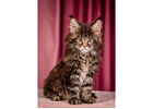 Maine Coon Wisconsin: Find Your Perfect Feline Companion